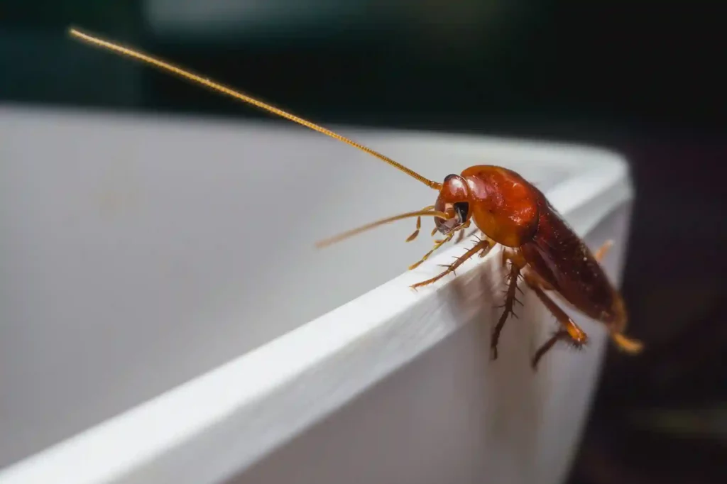 Kakerlakenbefall im Badezimmer erkennen und professionell beseitigen – Witten